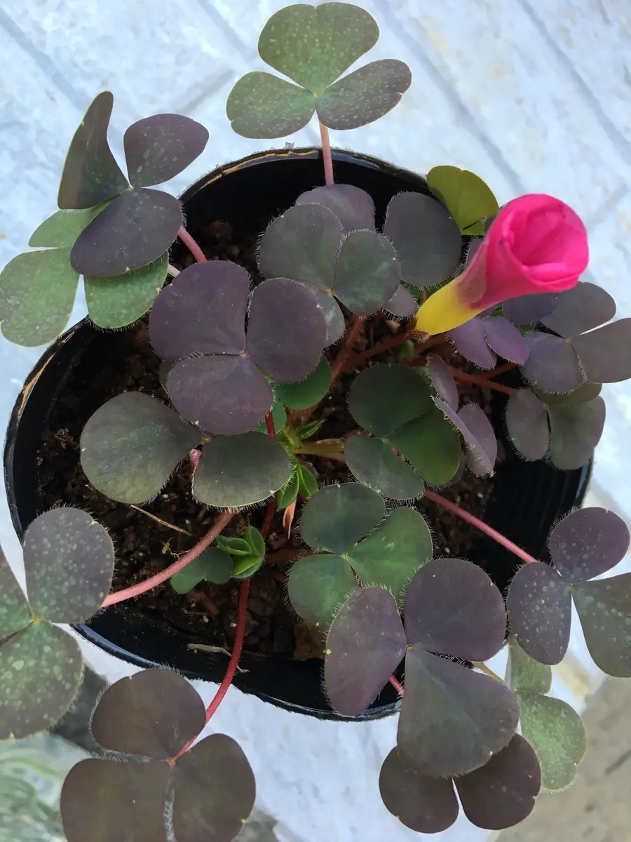 カラタネオガタマを知っていますか？｜園芸日記byバイオレット