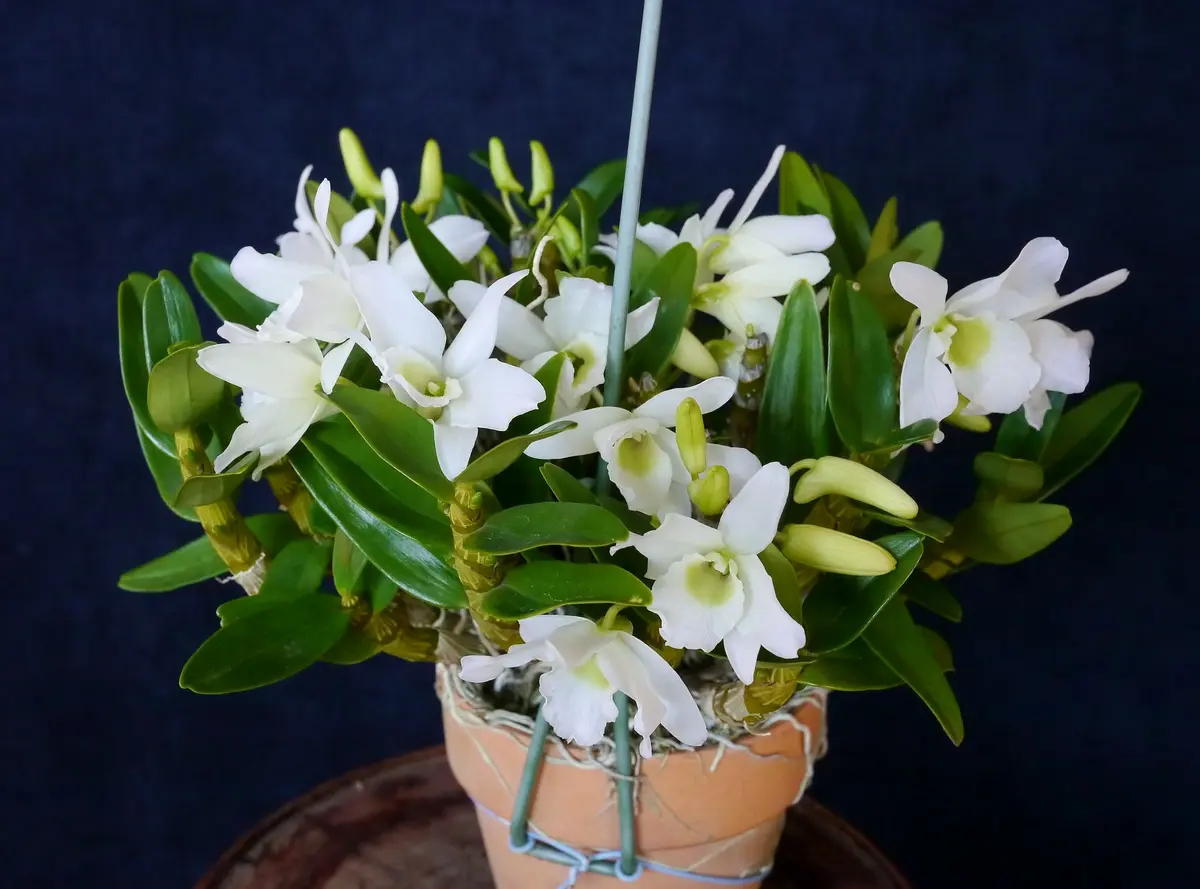 Den.Angel Baby 'GreenAi'｜園芸日記by優花ちゃんのジージ