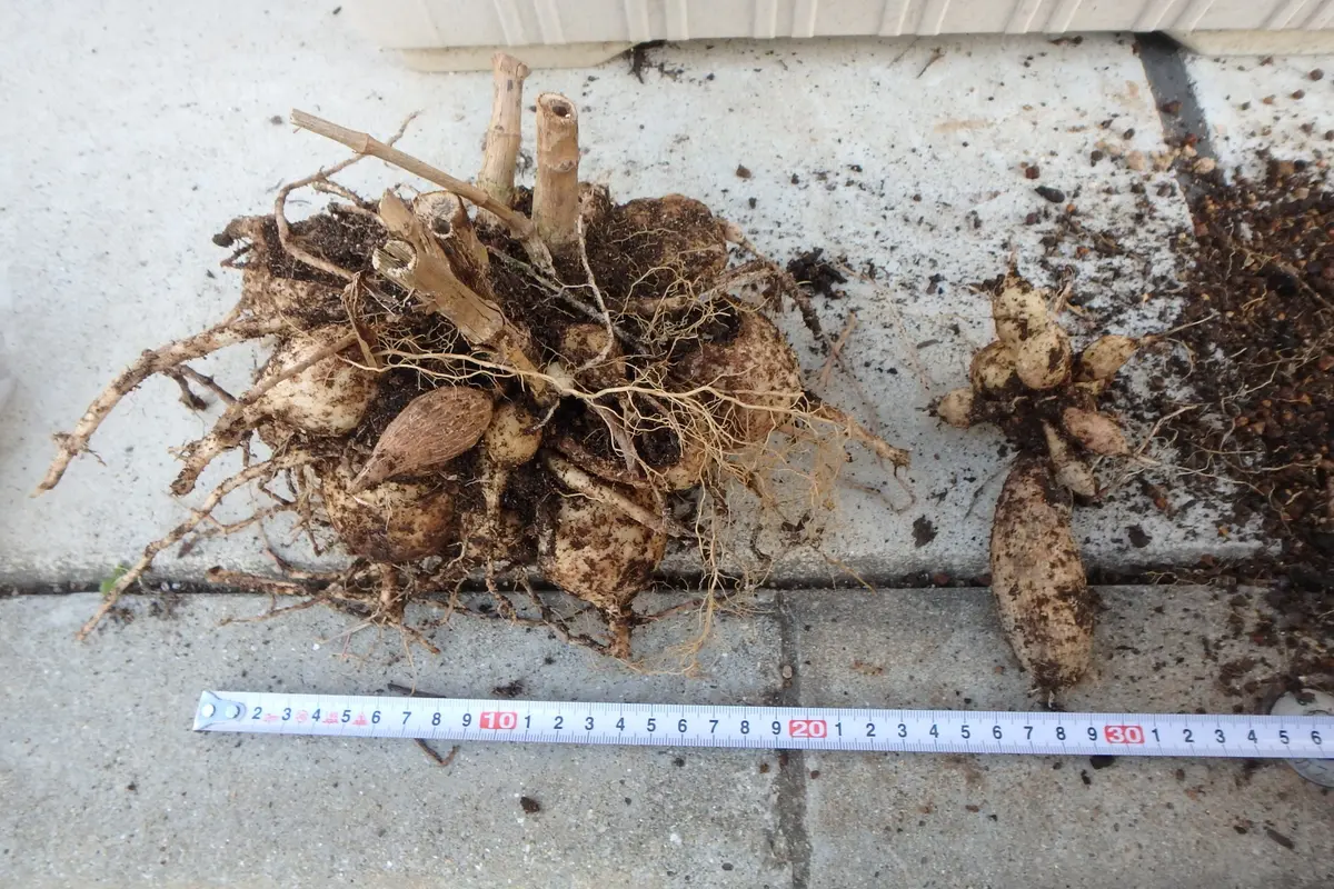 ダリアの球根　おいてけ掘り ダリアの育て方 失敗しない球根の堀り上げ・保存の仕方 - YouTube