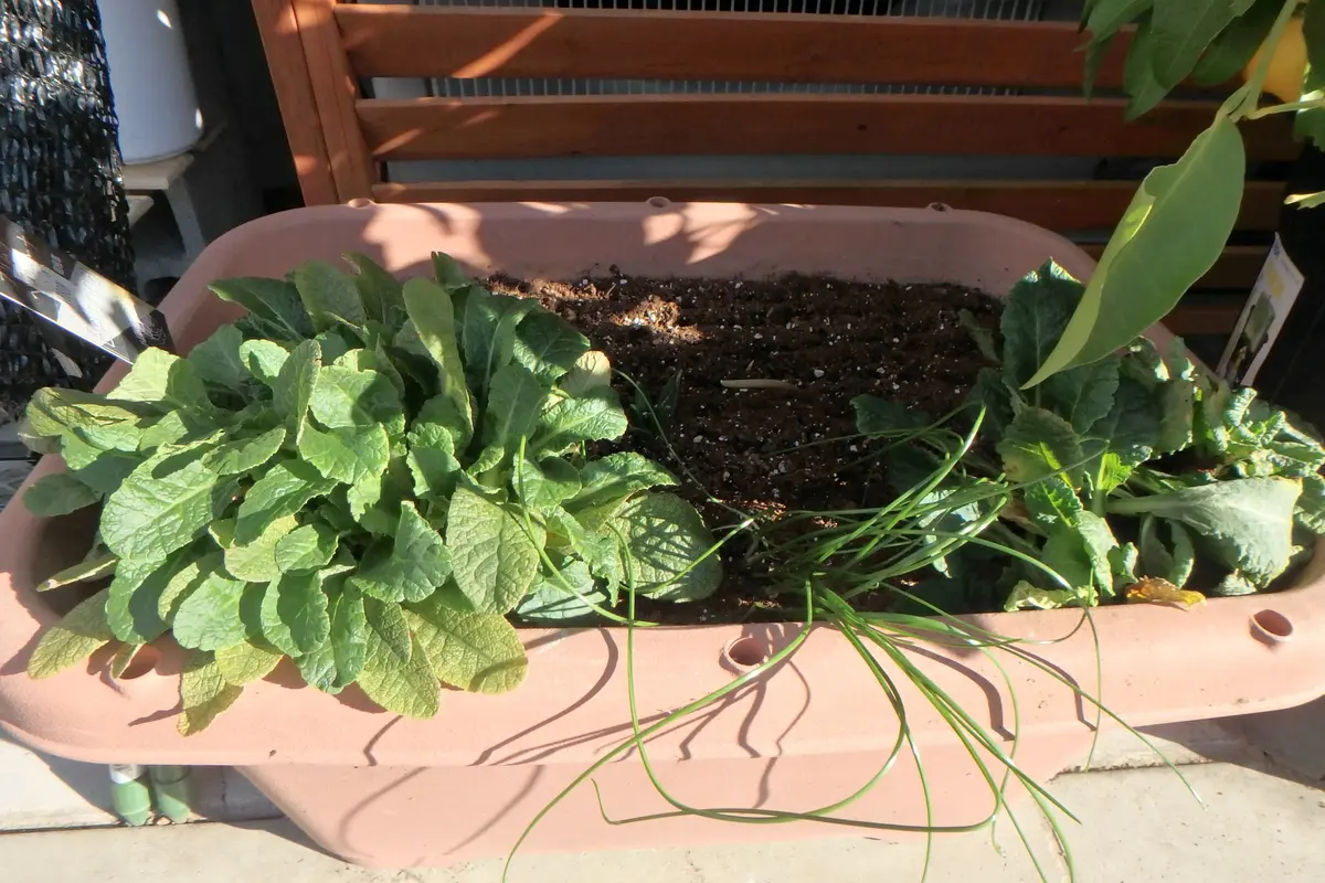 ダリアの球根堀上げ｜園芸日記byカワモチ｜みんなの趣味の園芸｜349402