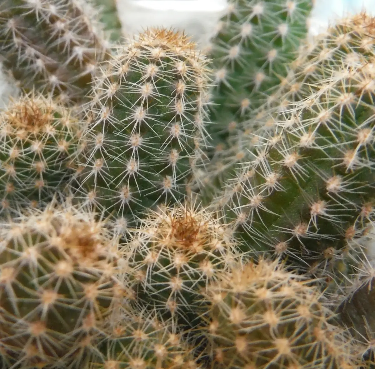 紐サボテン（匍匐性柱サボテン）｜園芸日記byねぃさん｜みんなの趣味の