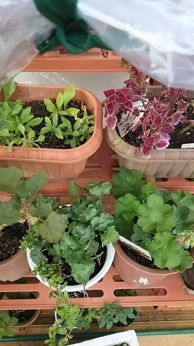 ゼラニウムさんって寒さ平気！？｜園芸日記byゆきみん♪｜みんなの趣味  
