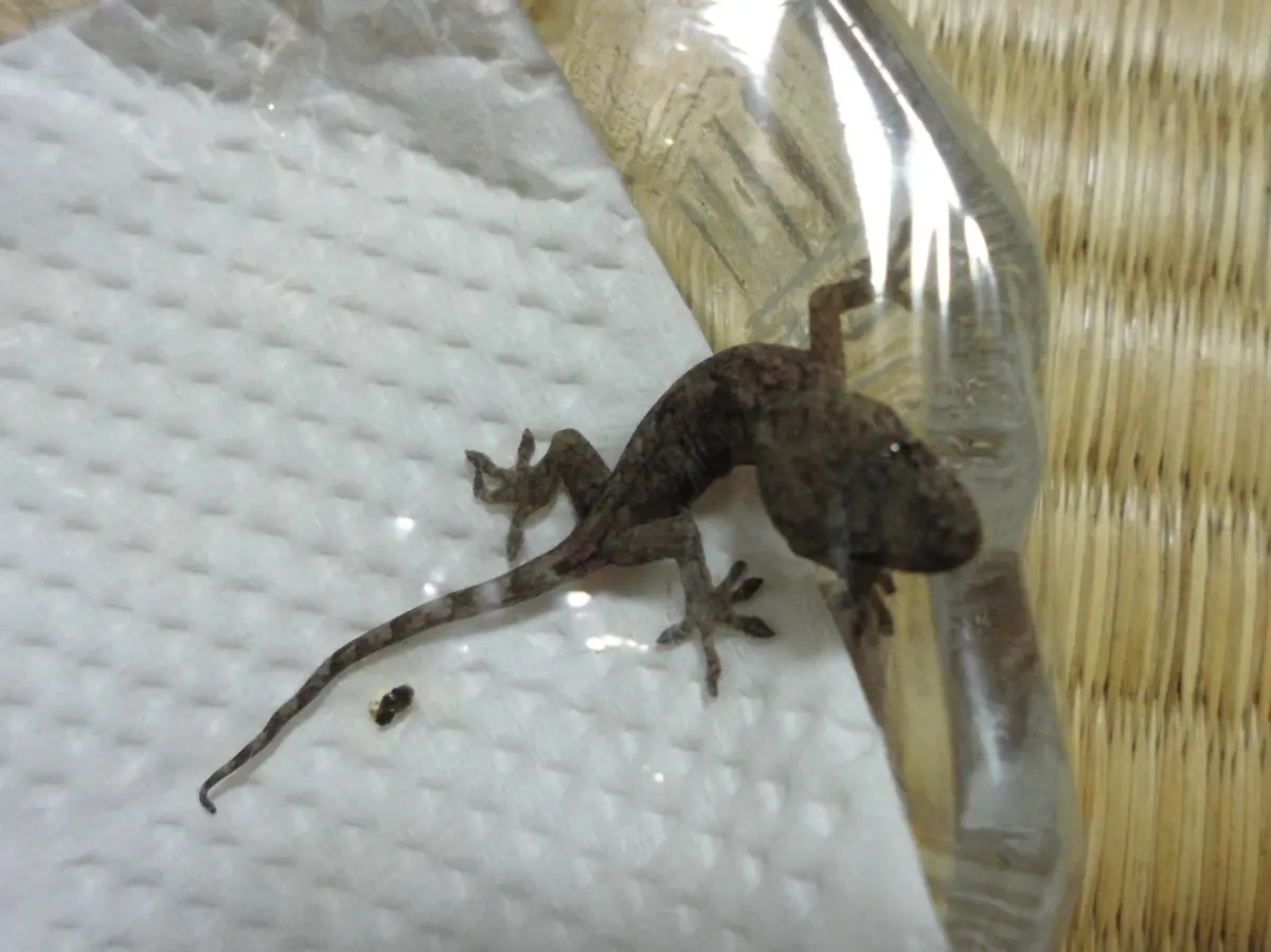 山ねこヤモリお茶街道ヤモリ黒天狗ヤモリ | ヤマダウェブコム