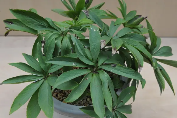 古44▪️昨々シーズン株分け 大木ナーセリー クリスマスローズ 2023.2