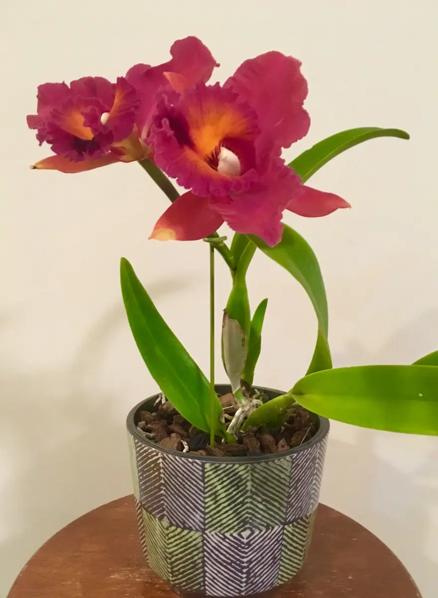 ハイドランジア カトレア ファーヴェントレッド img_cache_d_1160115_1_17059932