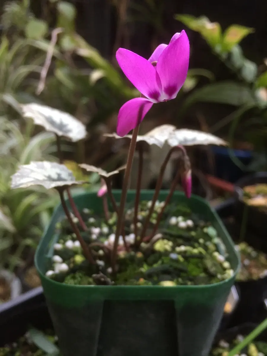 原種シクラメン｜園芸日記by長岡 求｜みんなの趣味の園芸｜350882