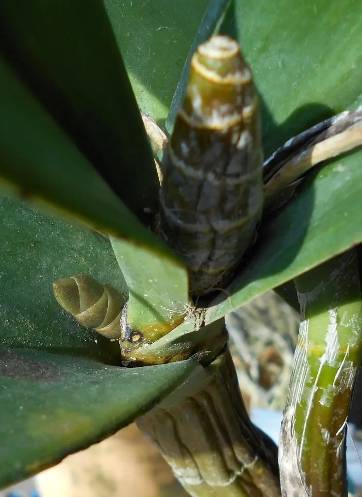 教えて下さい、タイミンセッコク｜園芸日記byはなそうさ（花匝瑳