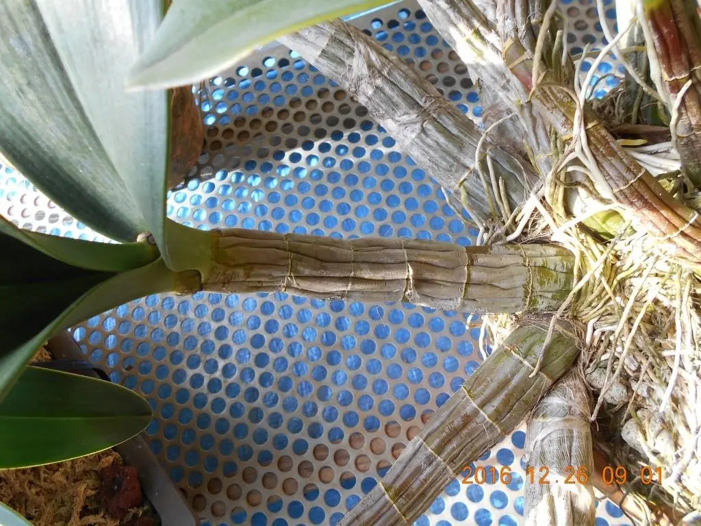 教えて下さい、タイミンセッコク｜園芸日記byはなそうさ（花匝瑳