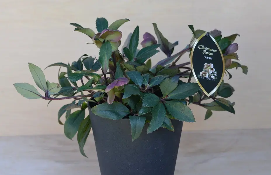 古44▪️昨々シーズン株分け 大木ナーセリー クリスマスローズ ▪️23