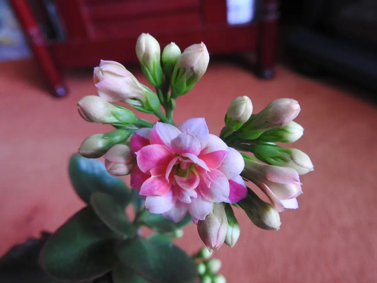 セール(SALE)開催中！ファッション通販 カランコエ、開花進行中♪｜園芸日記byあけマサ｜みんなの趣味の 盆栽