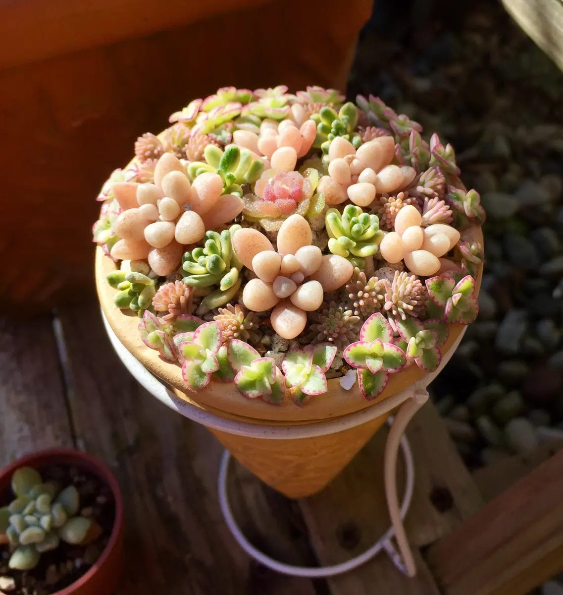 多肉植物 寄せ植え 木箱 アイスローズ ステンシル 木工 ちまちま寄せ 多肉植物 寄せ植え 木箱 アイスローズ ステンシル 木工 ちまちま寄せ