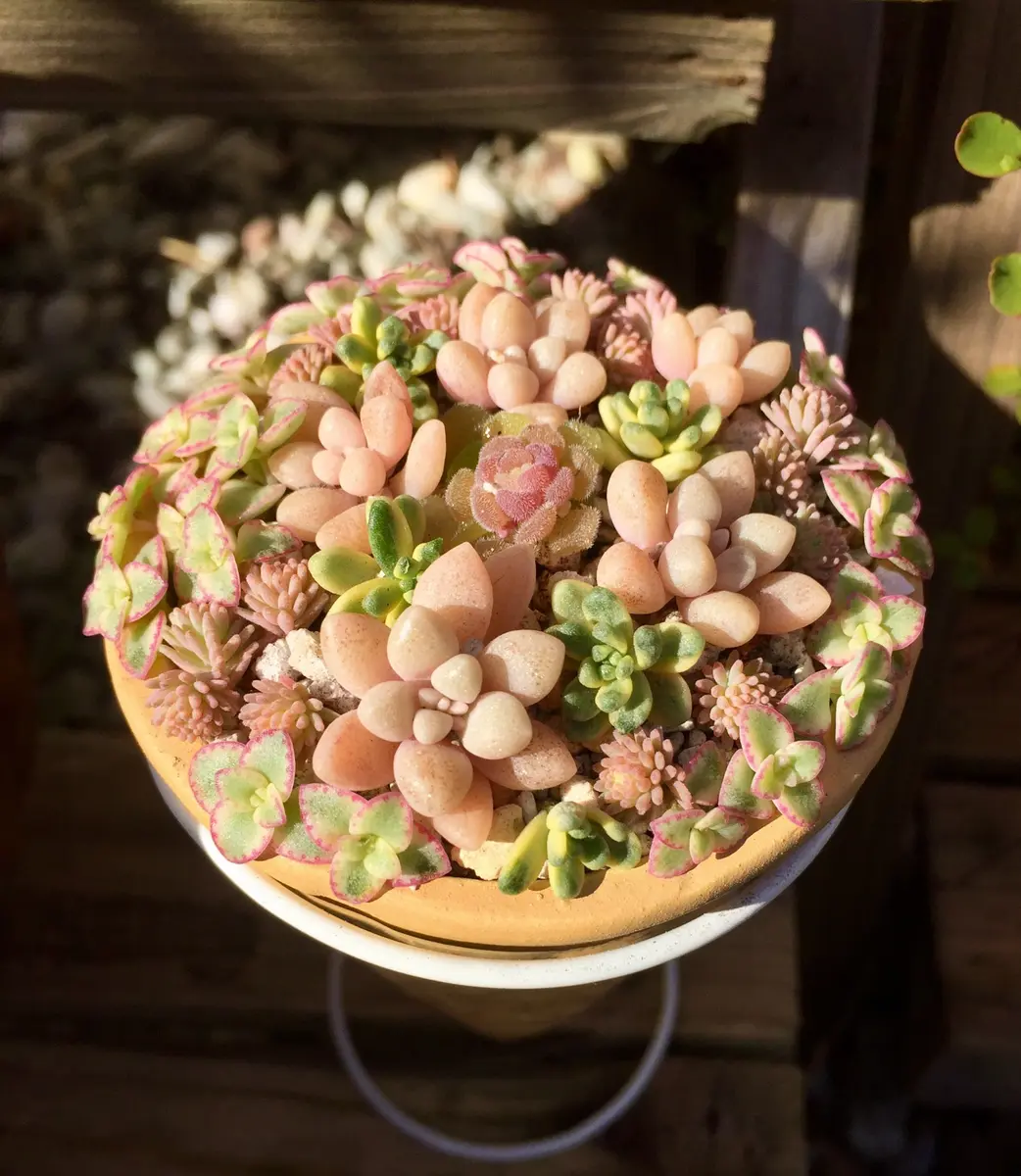 多肉植物のちまちま寄せ植え♪｜園芸日記bynamihei｜みんなの趣味の