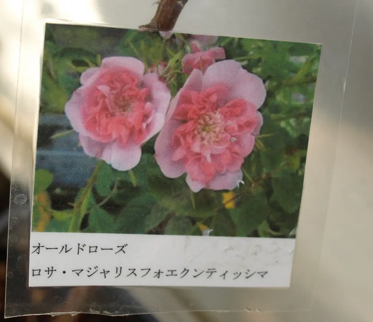 鴨居玲　花　バラ　薔薇　鑑定書なし 未発表の薔薇〜薔薇好きさんと共有したい〜 : のばらの