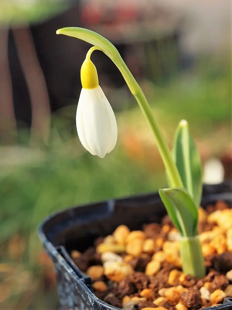 スノードロップ開花｜園芸日記byreosaku｜みんなの趣味の園芸｜354625