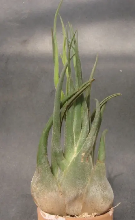 チランジア セレリアナ ミニパープル チランジア・セレリアナ - 植物と