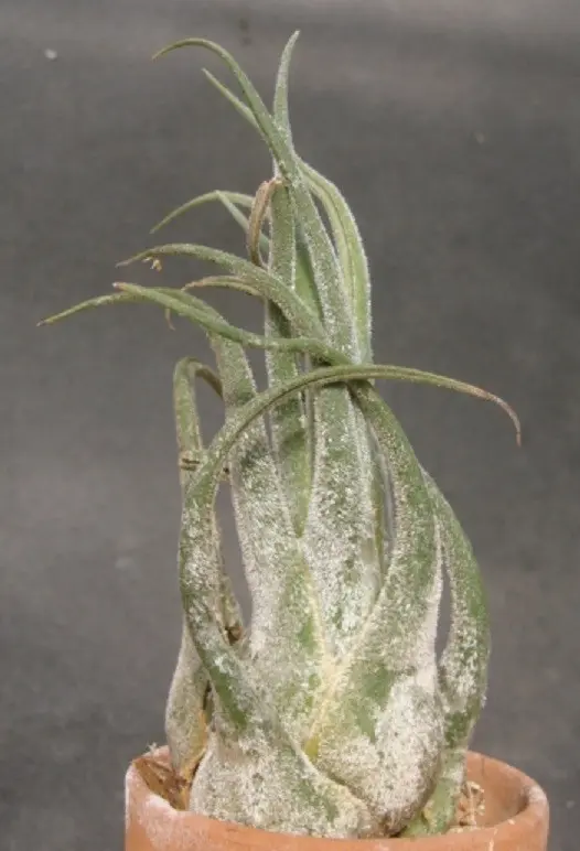 チランジア・セレリアナ×ベルティナ Tillandsia seleriana × T