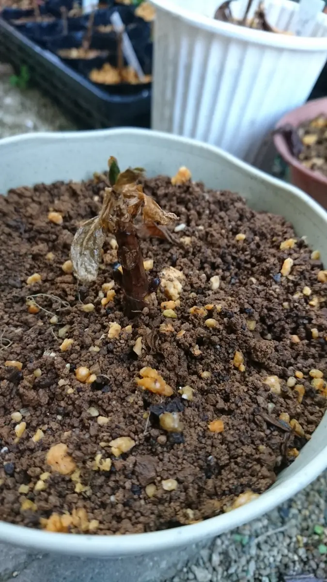 紫陽花挿し木苗｜園芸日記byスパイス-ママ｜みんなの趣味の園芸