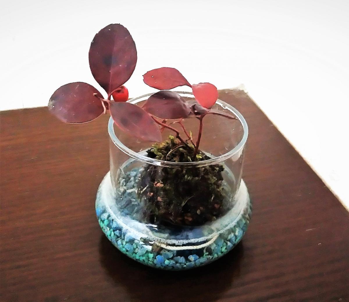 苔ぼっくり作り｜園芸日記byMatch｜みんなの趣味の園芸｜356048