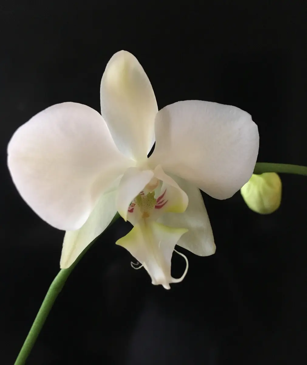 Phal.aphrodite:開花しました😌｜園芸日記bymo'mo｜みんなの趣味の園芸