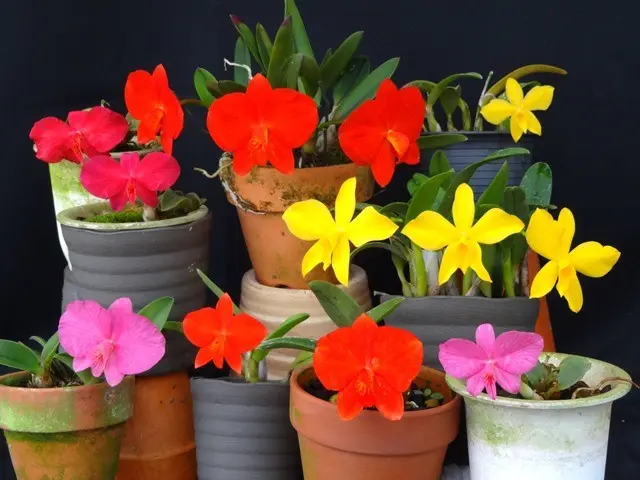 ソフロニティス～｜園芸日記byこんちゃん｜みんなの趣味の園芸｜356872