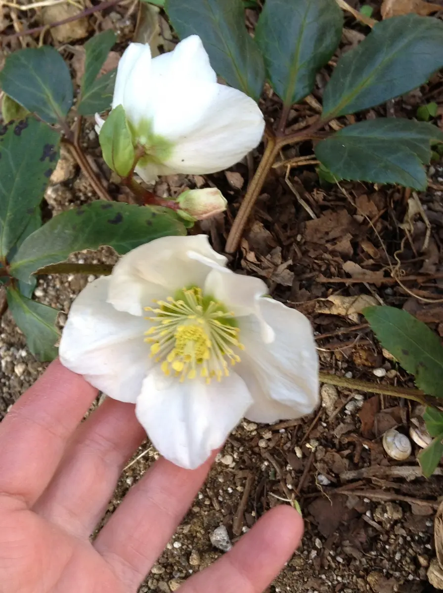 白い花、白かった花、これから咲く白い花！｜園芸日記byチョコ