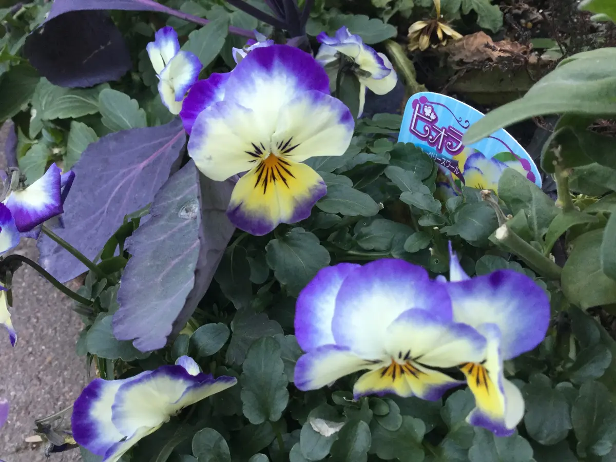 アネモネ咲きラナンキュラス｜園芸日記byピンクペッパー｜みんなの趣味