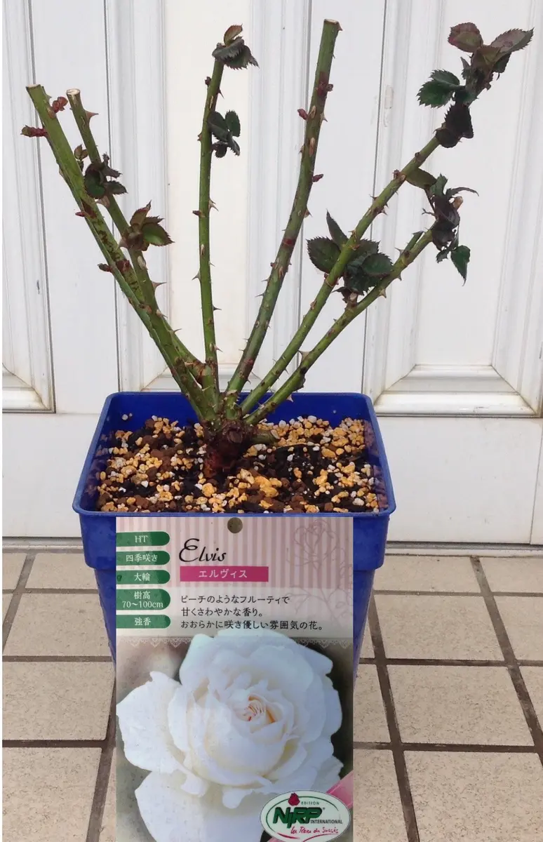 No.358 Xmas rose様 寄せ植え 花 2025年上半期の寄せ植えベスト