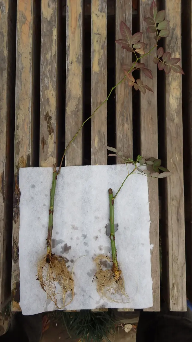 薔薇 接ぎ木 台木 30本 【公式通販】