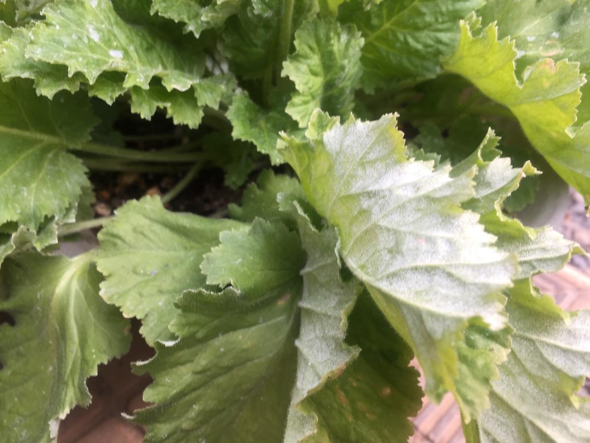 さくら草、皮膚炎にご注意｜園芸日記by染ちゃん｜みんなの趣味の園芸 
