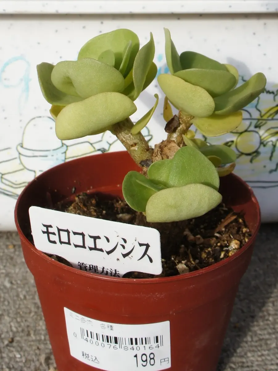 H29・2/9 多肉の日 モロコエンシス｜園芸日記byよっこら｜みんなの