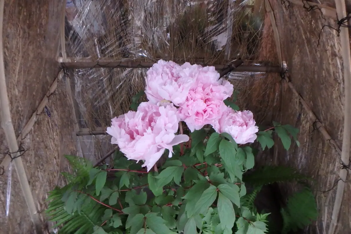 植物園に行って来ました42（牡丹展）｜園芸日記byカワモチ｜みんなの