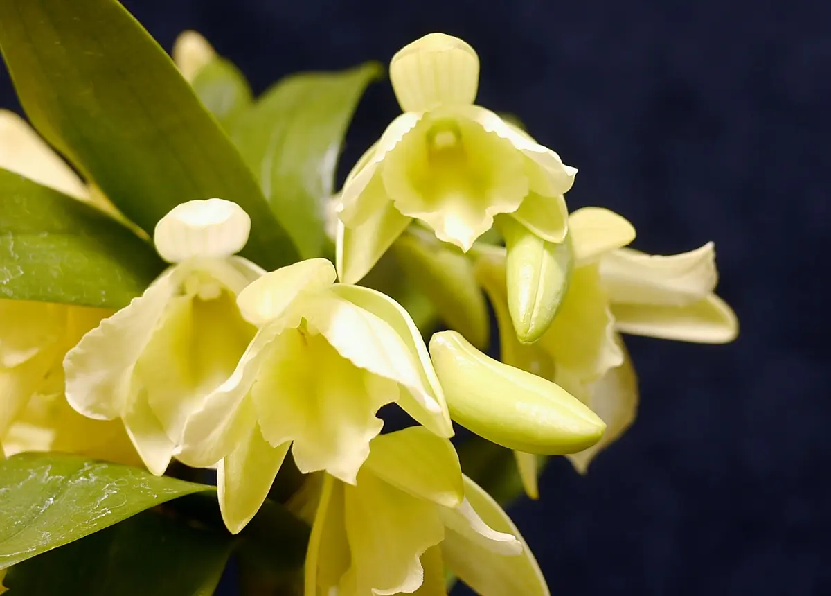 Den.YellowSong'Candy'｜園芸日記by優花ちゃんのジージ