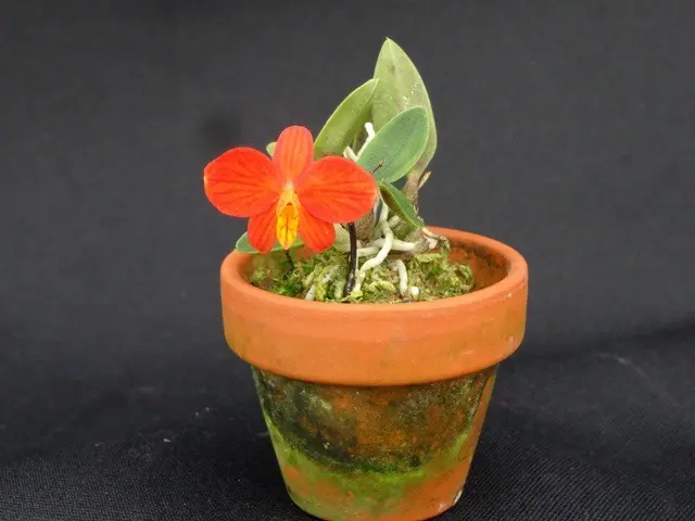 世界最小のカトレアです｜園芸日記byこんちゃん｜みんなの趣味の園芸