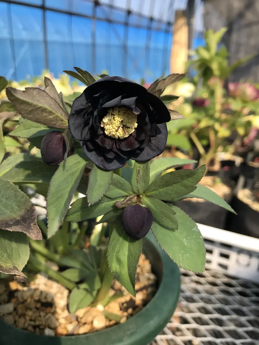 黒い花｜園芸日記byみほママ｜みんなの趣味の園芸｜362438