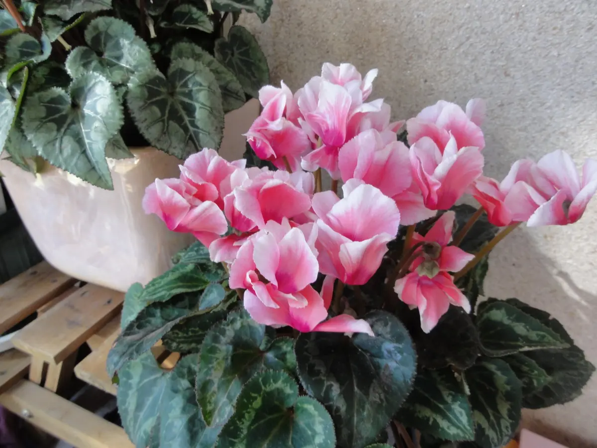 ガーデンシクラメン|園芸日記byみちよ|みんなの趣味の園芸|362757 ガーデンシクラメン|園芸日記byみちよ|みんなの趣味の園芸|362757