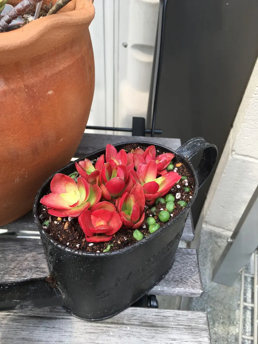 火祭り寄せ植え☆｜園芸日記byラズベリー(^^)｜みんなの趣味の園芸｜362913