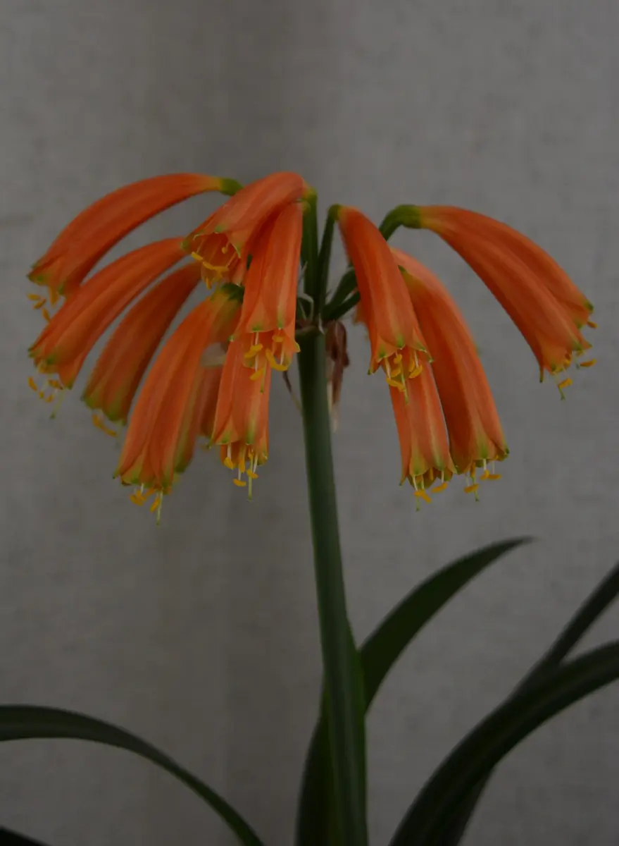 属間交配クンシラン開花｜園芸日記byせいざえもん｜みんなの趣味の園芸