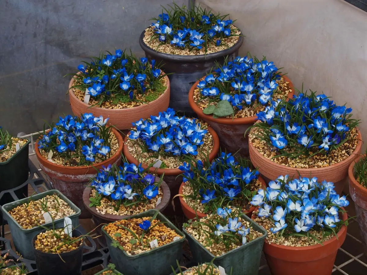 テコフィレア・シアノクロッカス 満開｜園芸日記byreosaku｜みんなの