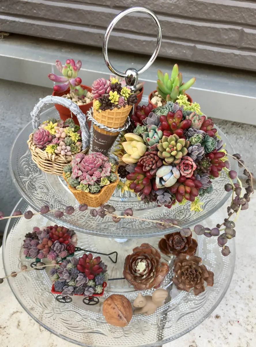 多肉ちまちま寄せ植えのその後☆｜園芸日記bynamihei｜みんなの趣味の