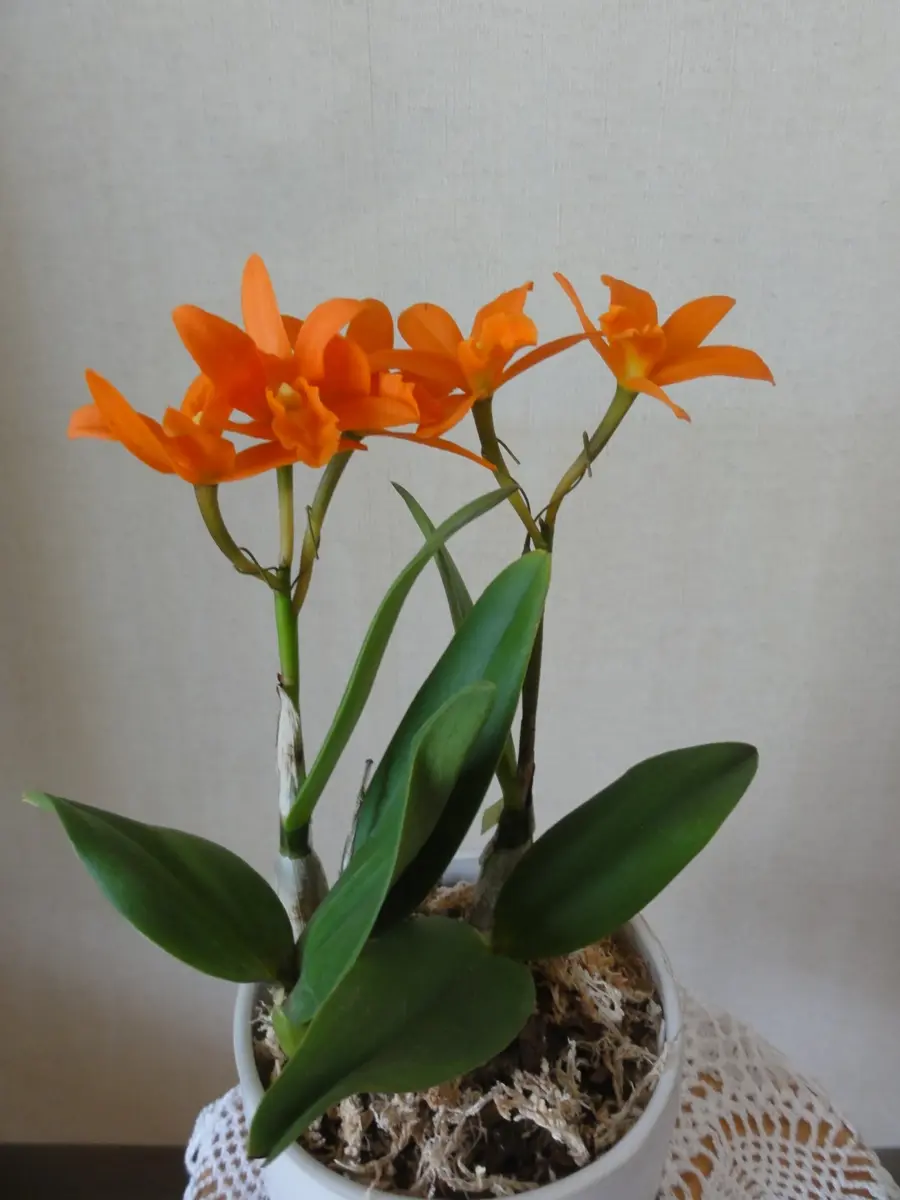 カトレア　オレンジナゲット‘Orange Queen’（花は終わりました） カトレア オレンジナゲット'Orange Queen'（花は終わりました