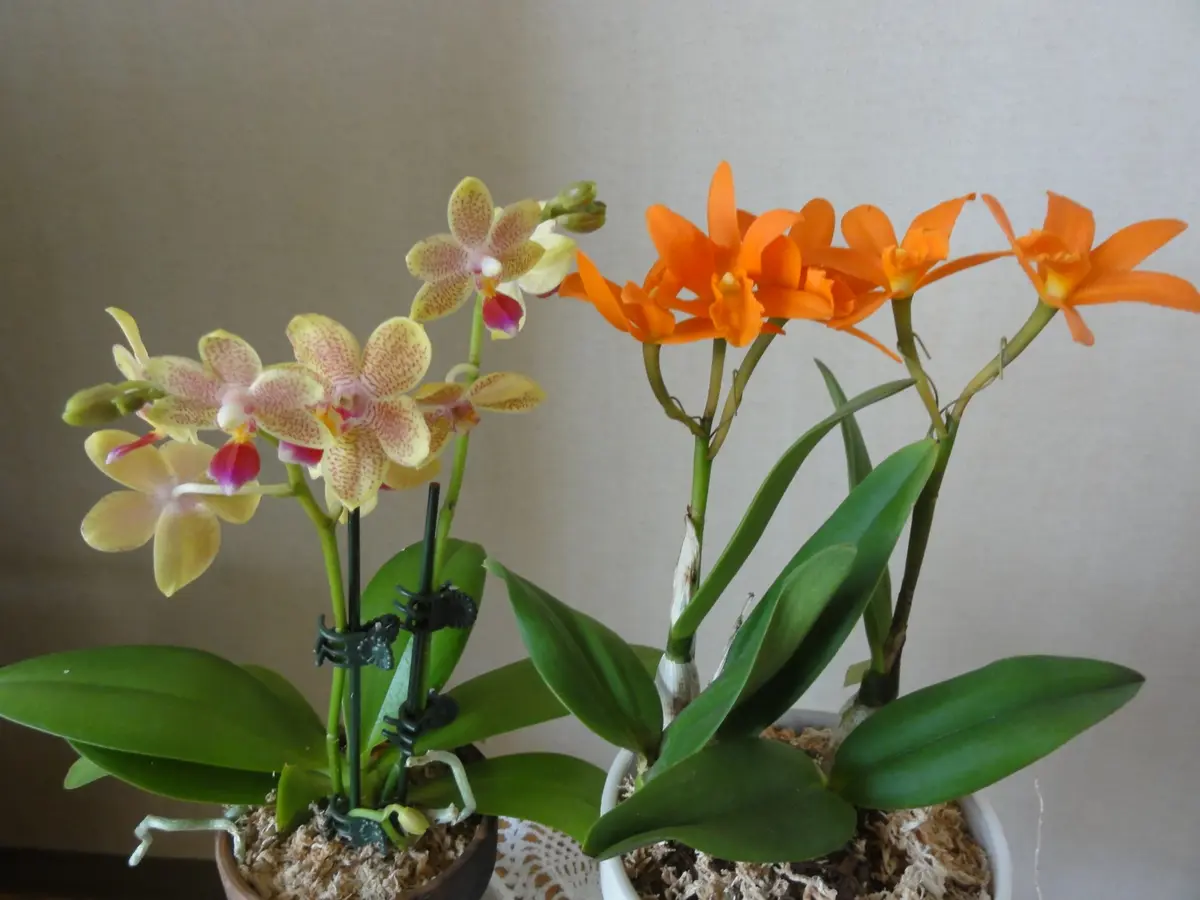 ミニカトレア ヤンミンオレンジ｜園芸日記byおみや｜みんなの趣味の