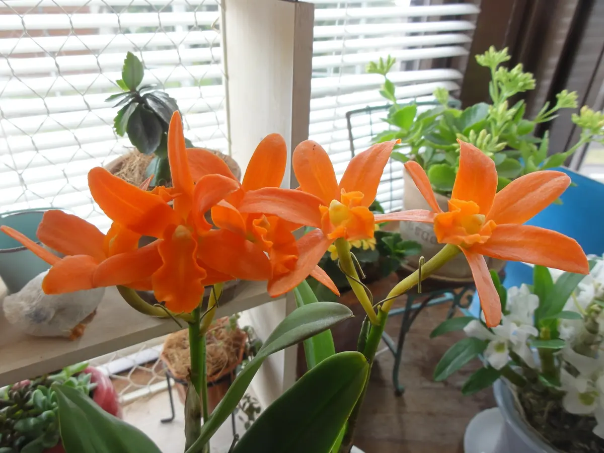 カトレア　オレンジナゲット‘Orange Queen’（花は終わりました） カトレア オレンジナゲット'Orange Queen'（花は終わりました） 【公式