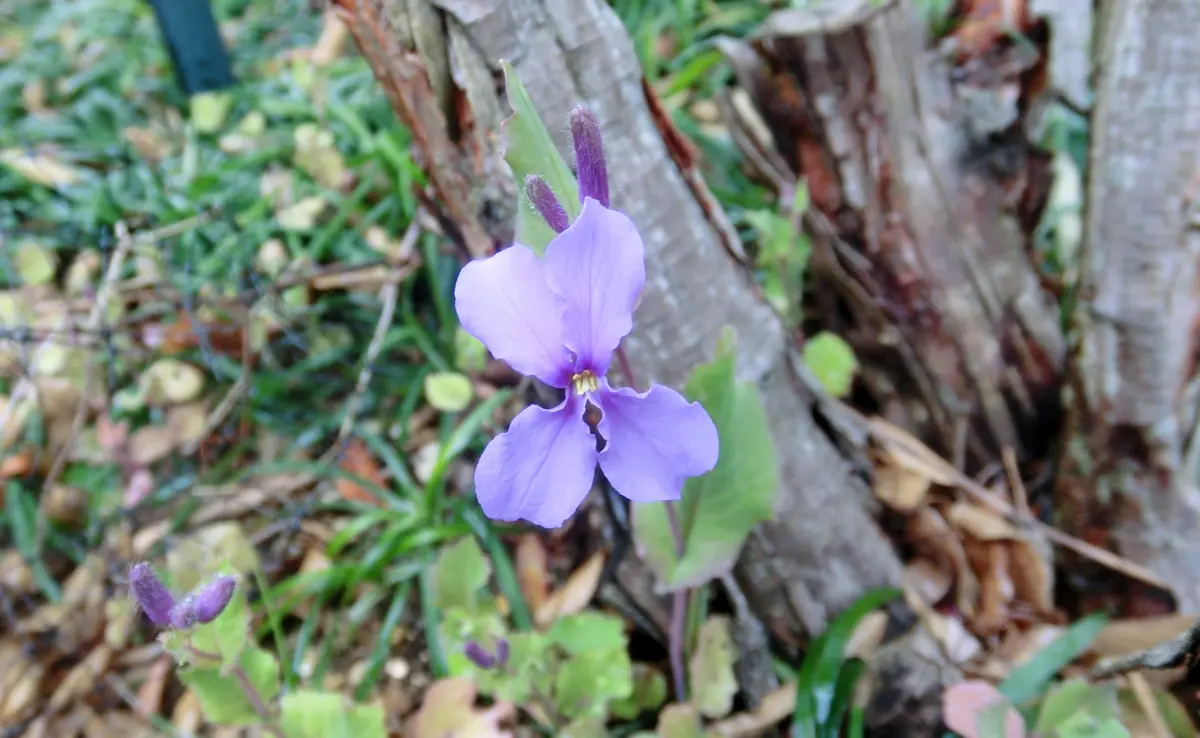 紫系の花｜園芸日記byfuchi｜みんなの趣味の園芸｜365464