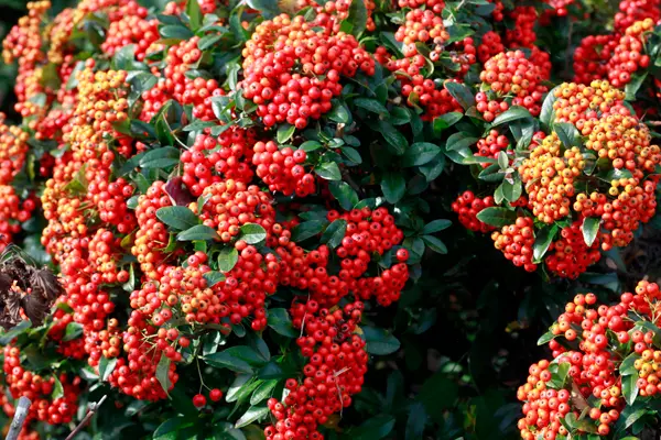 ピラカンサ（かなり持ち込み古い） ピラカンサ（かなり持ち込み古い） ピラカンサ（かなり持ち込み古い）