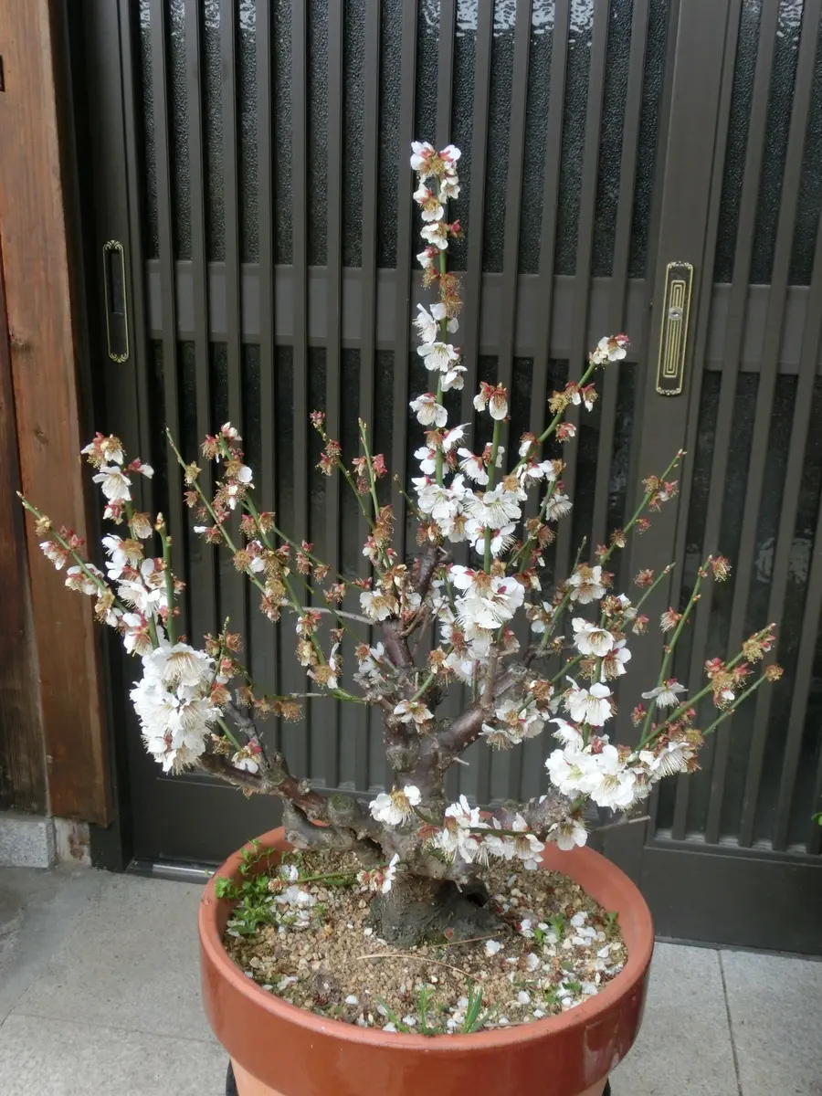 鉢植えの梅｜園芸日記by菊一｜みんなの趣味の園芸｜366460