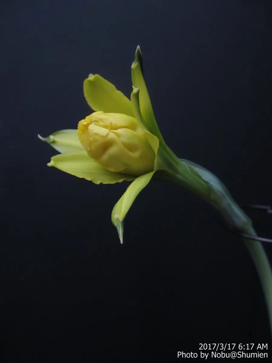 ノブさんの園芸日記-みんなの趣味の園芸