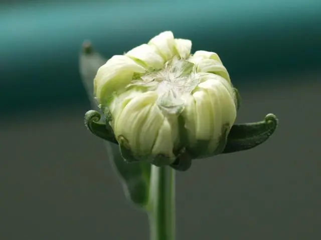 菊1年生 33 つぼみ｜園芸日記byらりこ｜みんなの趣味の園芸