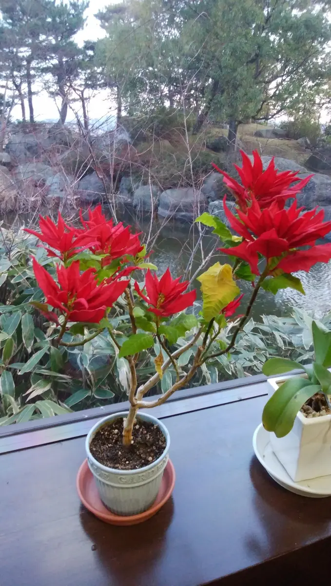 果菜の苗 健康的な波状葉