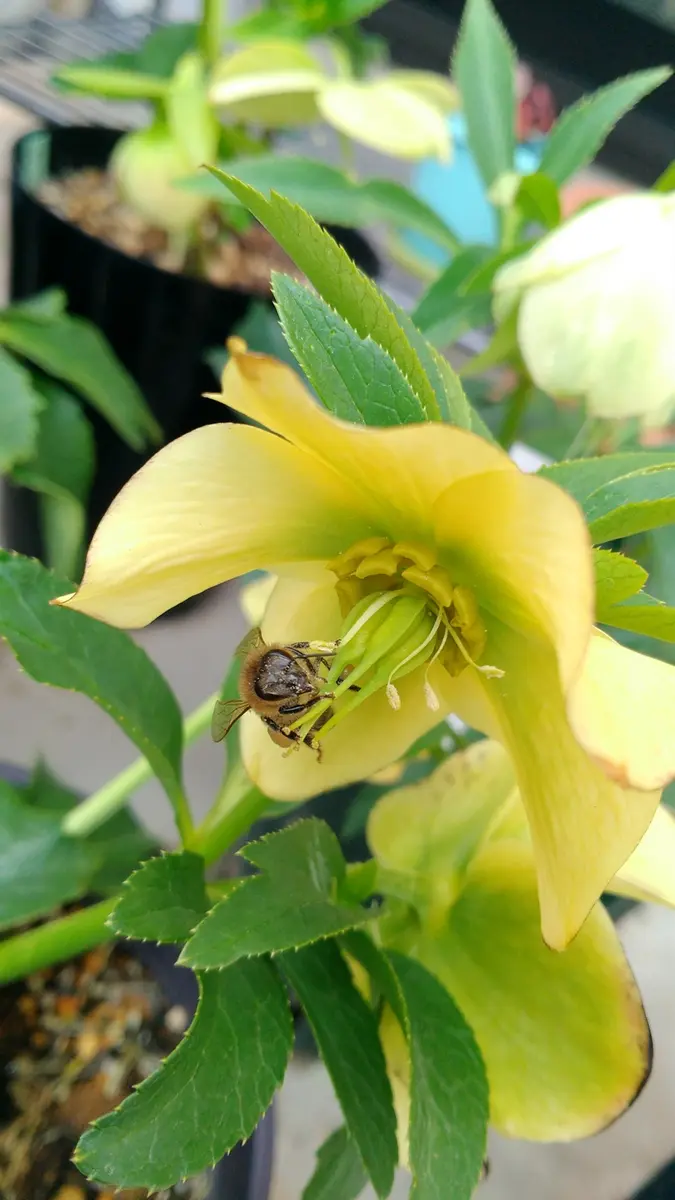 クリスマスローズの蜂蜜ですか～？o(^-^)oﾜｸﾜｸ｜園芸日記by