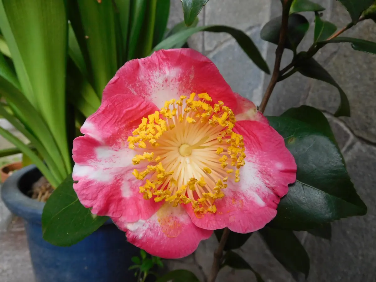 肥後椿｜園芸日記byひょこりん｜みんなの趣味の園芸｜367274